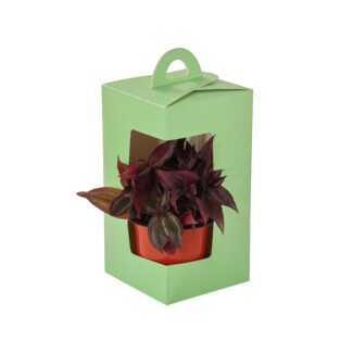 Plant Box Green<br>Pack of 10<br> <p style="font-size:15px;">(11cm L 11cm W 21.5cm Ht)</p>